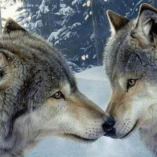 Схема вышивки «волки»