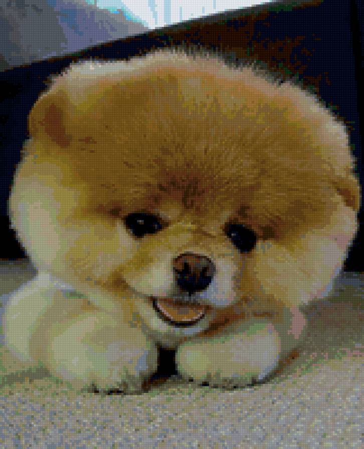 шпиц - собака - предпросмотр