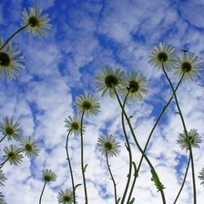 Схема вышивки «ромашки»