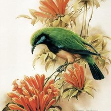 Схема вышивки «Птицы»