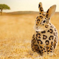 кролики бывают разные