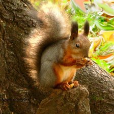 Схема вышивки «Белочка)»