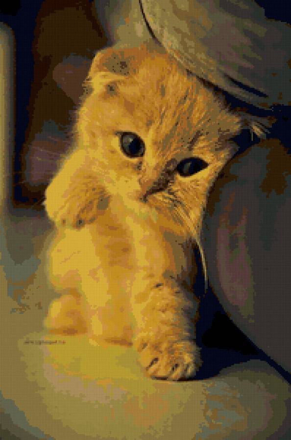 Кот - котенок, рыжий кот, кот, рыжик - предпросмотр