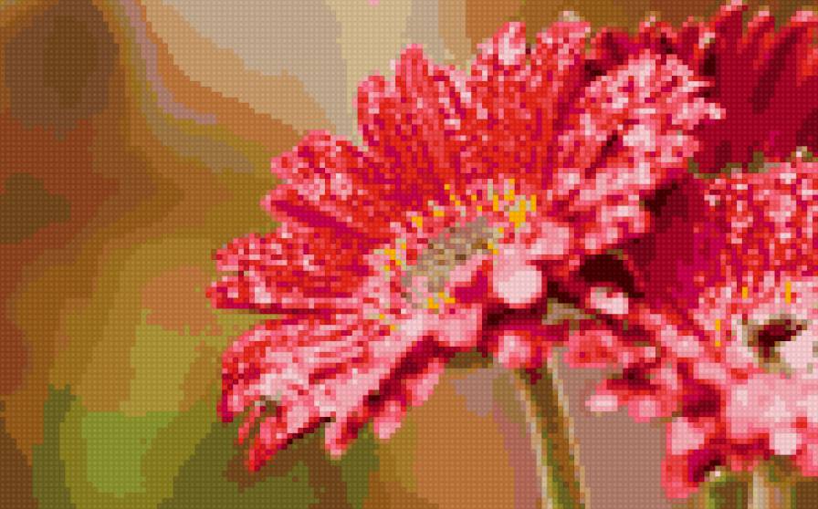 герберы - цветы - предпросмотр