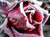 Схема вышивки «роза»