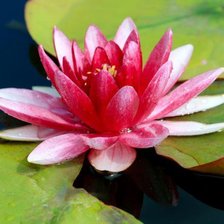 Красный лотос