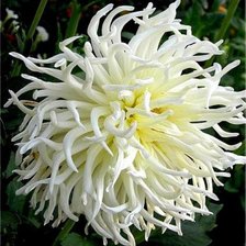 Белая хризантема