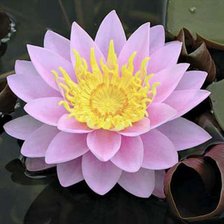 Схема вышивки «Розовый лотос»