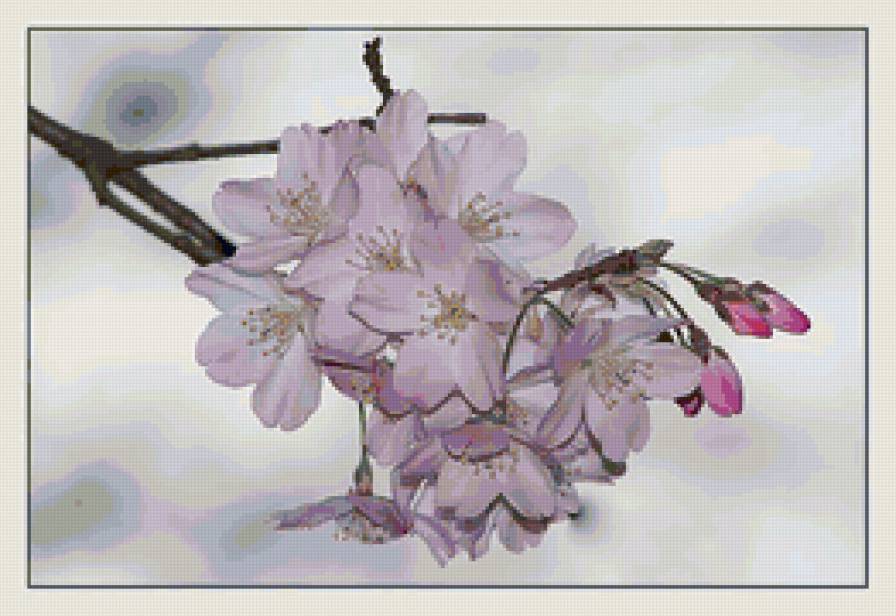 Цветущая ветка - природа, цветы, весна - предпросмотр