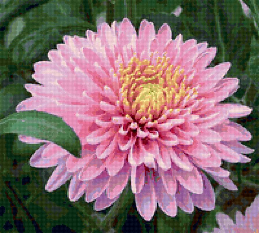 Георгин - цветы - предпросмотр