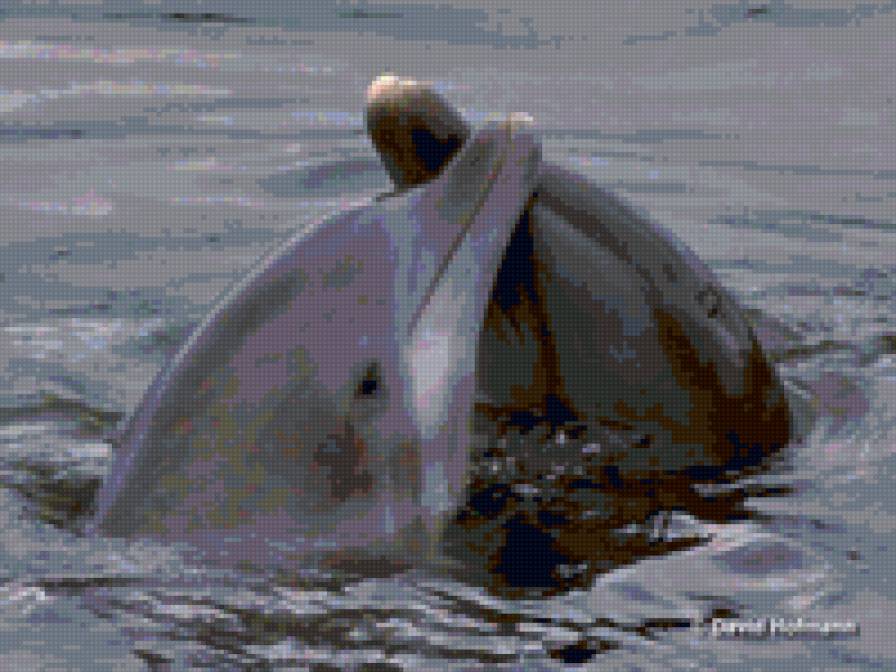 Парочка дельфинов - пара, дельфины - предпросмотр