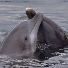 Схема вышивки «Парочка дельфинов»