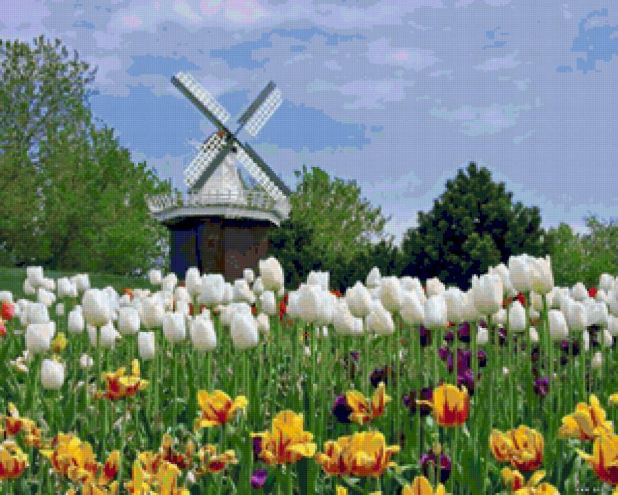 Пейзаж с мельницей - цветы, поле, луг, тюльпаны, природа, пейзаж, мельница, ирисы - предпросмотр