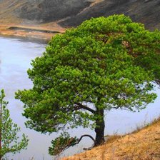 Схема вышивки «дерево»