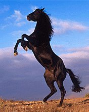 Схема вышивки «Прерии»