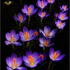 Схема вышивки «№96425»