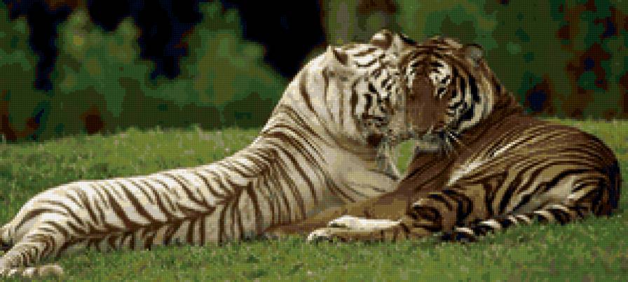 тигры! - тигры - предпросмотр