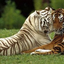 Схема вышивки «тигры!»