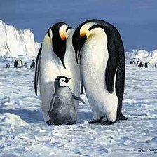 Схема вышивки «Пингвины»