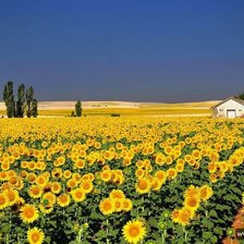 Схема вышивки «подсолнухи»