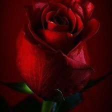 Схема вышивки «роза»