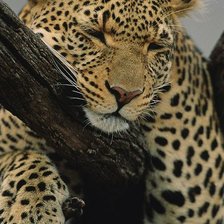 большая кошка