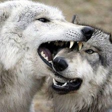 Схема вышивки «Волки»