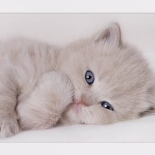 Схема вышивки «котёнок»