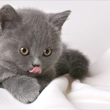 Схема вышивки «котёнок»