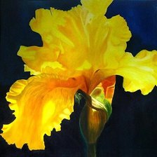 желтый ирис