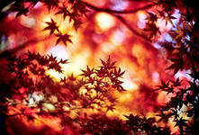 Схема вышивки «осень»