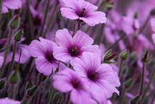 Схема вышивки «цветы»