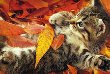 Схема вышивки «осенний котёнок»