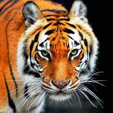 Схема вышивки «Тигр»