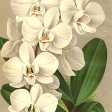 Схема вышивки «Цветы»