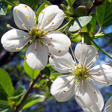 Схема вышивки «Цветы вишни»