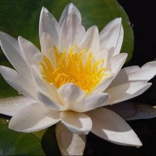 Схема вышивки «Белая кувшинка»