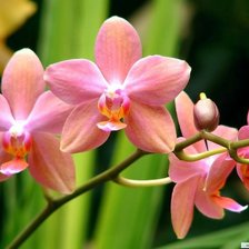 Схема вышивки «Орхидея»