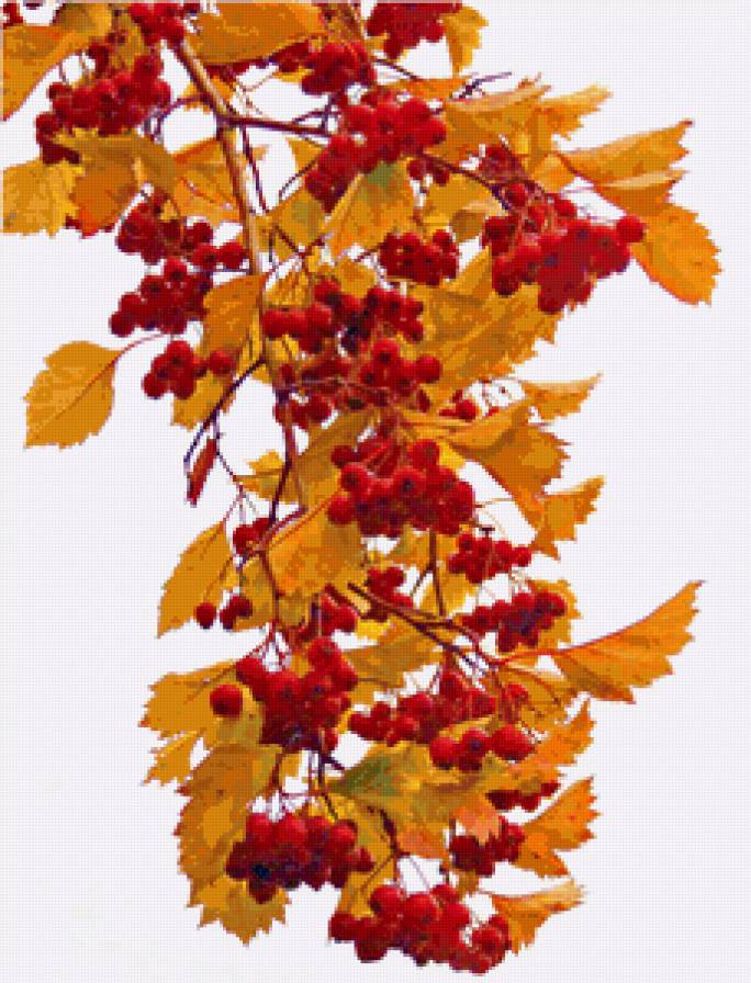 рябина - предпросмотр