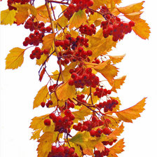 Схема вышивки «рябина»