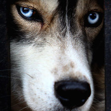 Схема вышивки «собака»