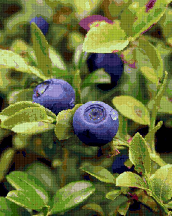 Триптих "Лесные сокровища" часть 1 - черника, лес, триптих - предпросмотр