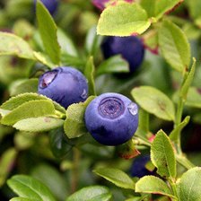 Схема вышивки «Триптих "Лесные сокровища" часть 1»