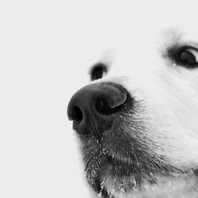 Схема вышивки «собака»