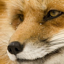 Схема вышивки «лиса»