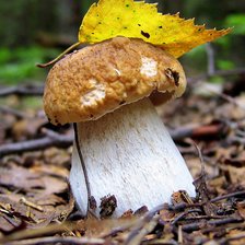 Схема вышивки «Триптих "Лесные сокровища" часть 2,центральная»