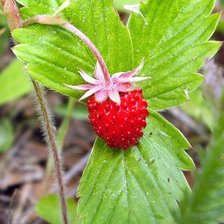 Схема вышивки «Триптих "Лесные сокровища" часть 3»