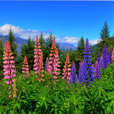 Схема вышивки «люпин»