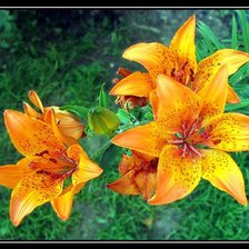 Схема вышивки «лилии»