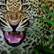 Схема вышивки «№97500»